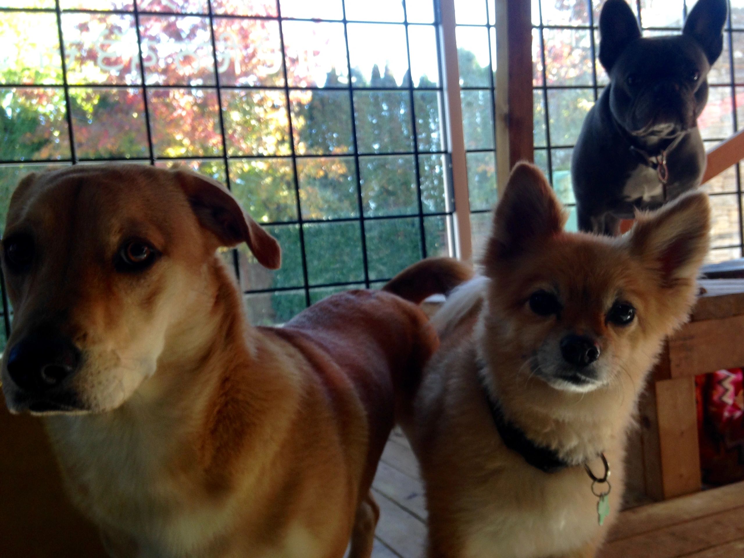 Happy days dog care sales